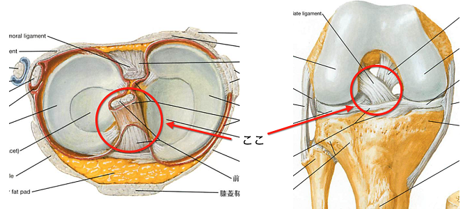 図②: 膝関節の解剖『ネッター解剖学アトラス」